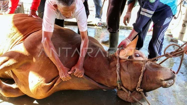 Komisi III: Pengadaan Sapi Kurban Presiden Pakai APBN Sah secara Hukum dan Syariah