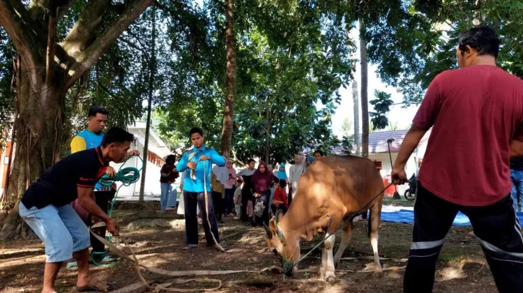 Kemensos Salurkan 295 Hewan Kurban