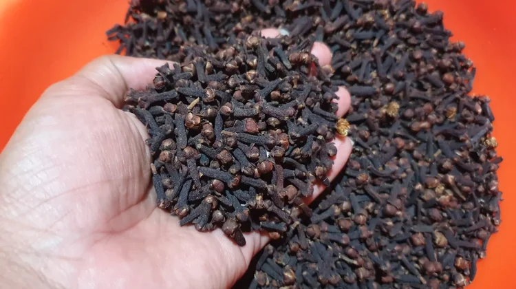 Harga Cengkeh Kering di Sabang Rp107.000 per Kilogram
