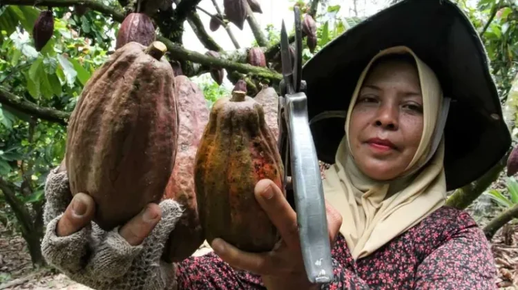 Dampak Selat Hormuz Ditutup, Harga Referensi Biji Kakao Juni 2026 Melesat 17%