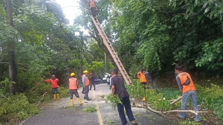 Pohon Tumbang Tersangkut Kabel Listrik, BPBD Sabang Lakukan Evakuasi