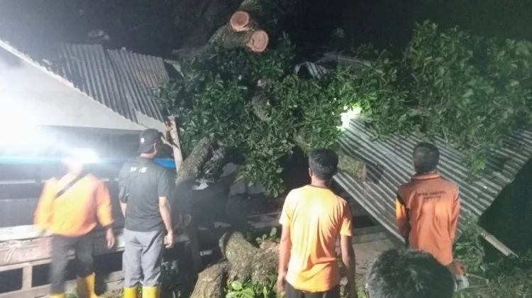 Pohon Tumbang Timpa Rumah dan Tempat Usaha Warga di Keunekai Sabang