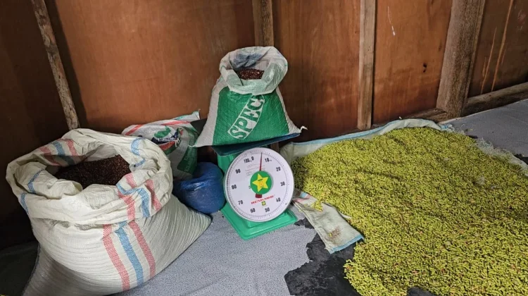 Panen dan Permintaan Turun, Harga Cengkeh Sabang Melemah