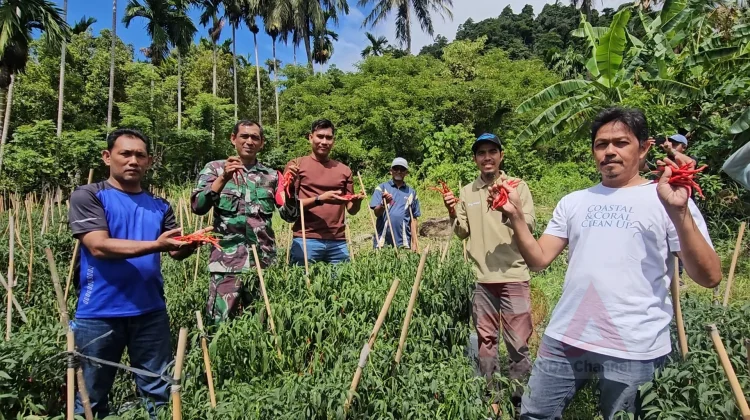 Produksi Cabai BUMG di Sabang Ditargetkan Capai 2 Ton Tahun Ini
