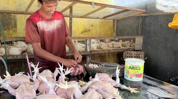 Daya Beli Menurun, Omzet Pedagang Ayam di Sabang Merosot
