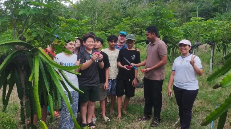 Wisata Petik Buah Naga di Jaboi Kian Diminati Wisatawan