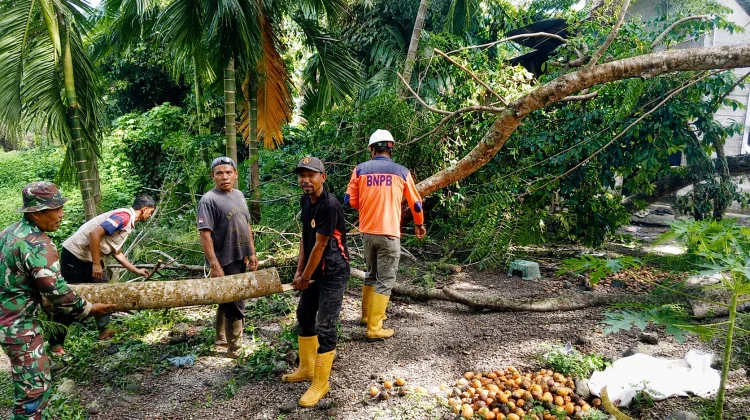 Dua Gampong di Sukajaya Dilanda Pohon Tumbang, BPBD Lakukan Evakuasi
