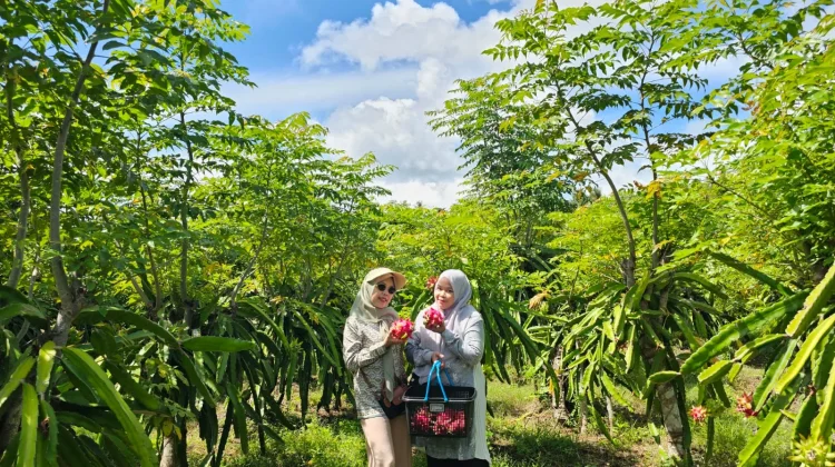 Wisata Petik Buah Naga di Sabang Kian Diburu saat Musim Liburan