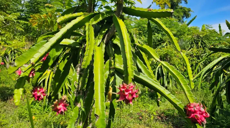 Panen Rutin, Kebun Buah Naga di Sabang Raup Omzet hingga Rp25 Juta Sebulan