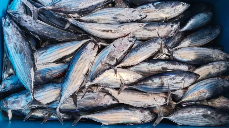 Harga Ikan di Sabang Kembali Stabil, Pasokan Tetap Aman meski Cuaca Tak Menentu