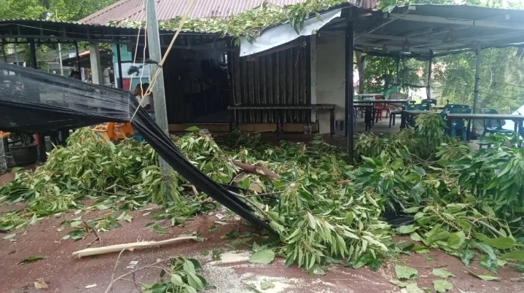 BPBD Sabang Respons Cepat Laporan Pohon Tumbang dari Warga