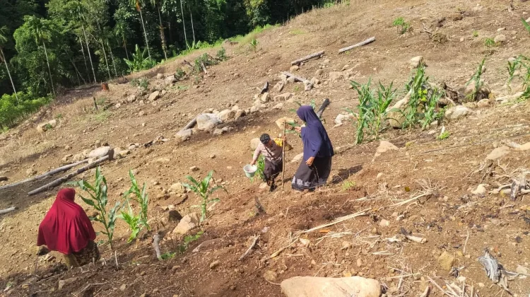 BUMG Balohan Tanam Jagung Pipil Tahap Kedua