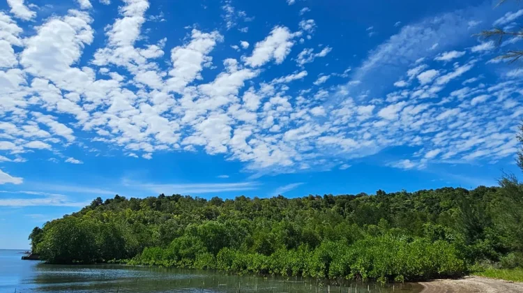 Mangrove Cot Neuhot Jaboi Jadi Pelindung Alami Pesisir