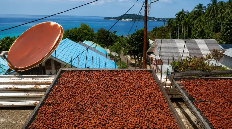 Harga Kakao Fermentasi di Sabang Tembus Rp120 Ribu per Kilogram