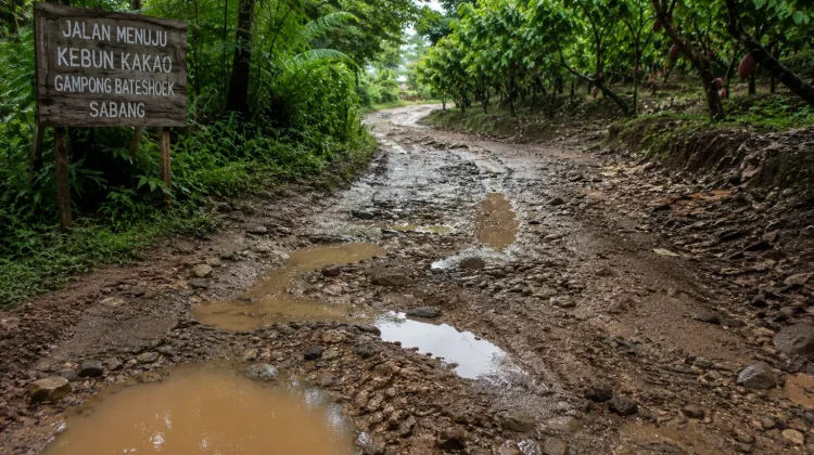 Petani Kakao Sabang Harapkan Perbaikan Jalan Kebun dan Sarana Produksi