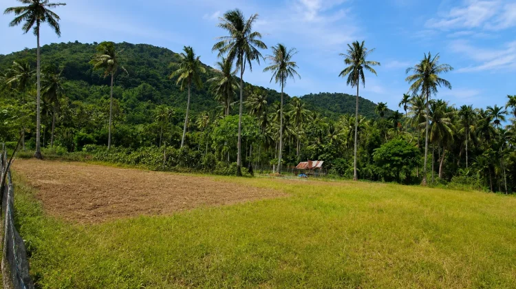 Petani Targetkan Padi Gogo Mulai Ditanam Agustus hingga Septembers