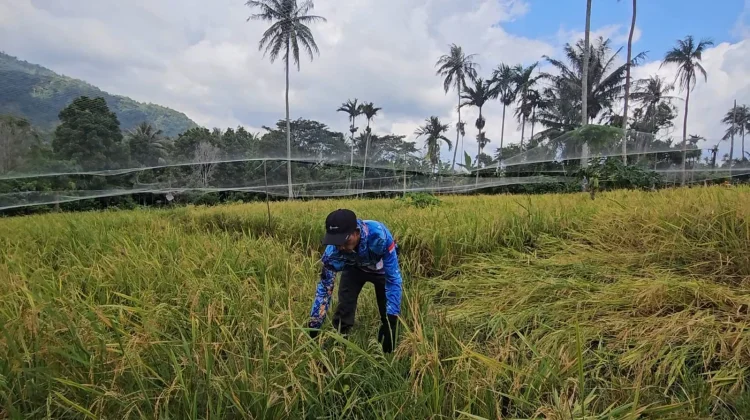 Perluasan Lahan Padi Gogo Disiapkan Penuhi Permintaan Beras Lokal