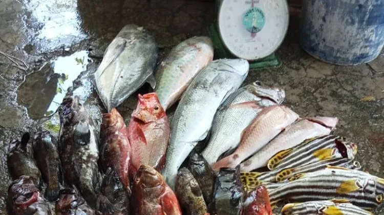 Cuaca Ekstrem Kurangi Pasokan, Harga Ikan Karang di Sabang Meningkat