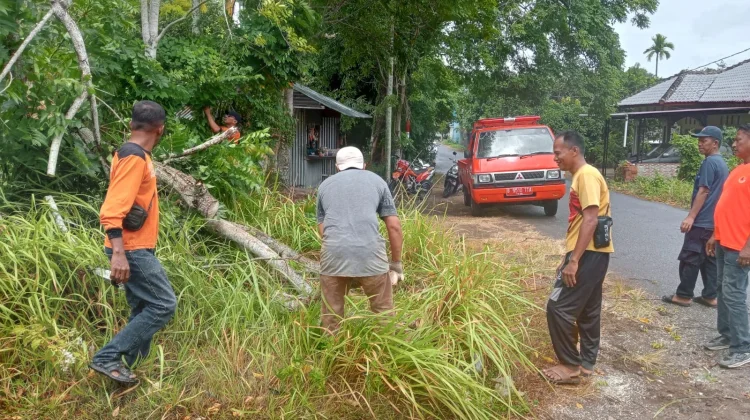 Angin Kencang Melanda Sabang, Sebabkan Pohon Tumbang