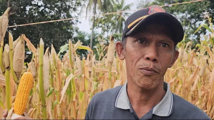 Program Jagung Pipil BUMG Sabang–Merauke Capai Target Produksi