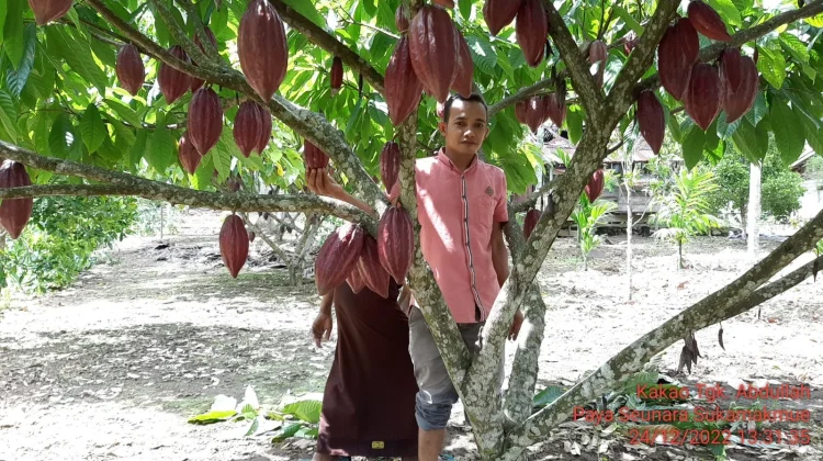Kakao Sabang Berpeluang Jadi Destinasi Agrowisata