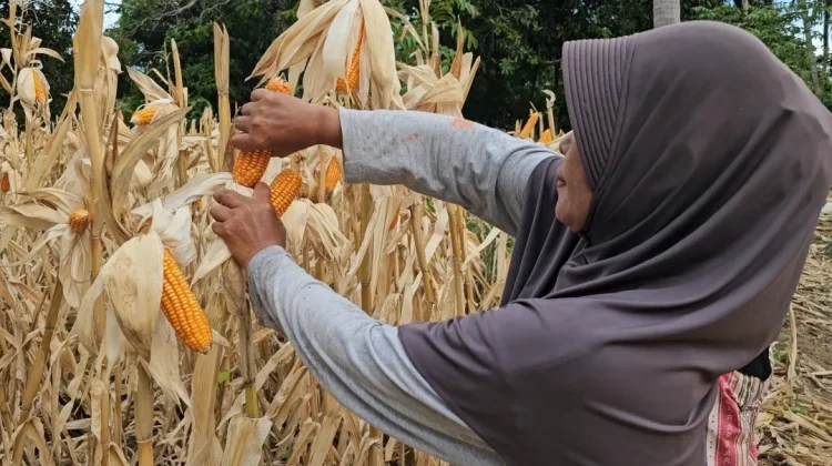 Panen Jagung BUMG di Sabang Belum Capai Target