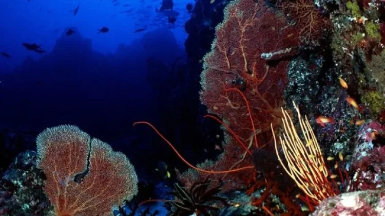 Pulau Weh, Surga Bawah Laut di Pertemuan Samudra Hindia, Andaman dan Selat Malaka