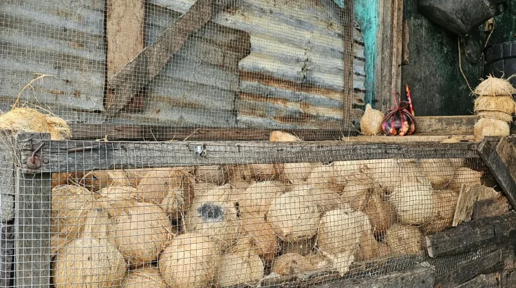 Pasokan Lokal Cukup, Harga Kelapa Kukur di Sabang Stabil