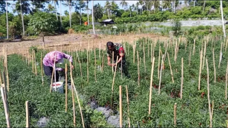 Babinsa Bantu Petani Panen Cabai Merah di Cot Ba’u