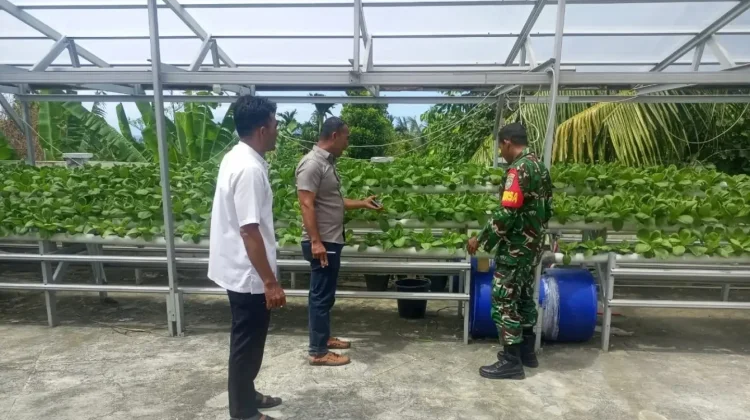 Babinsa dan Keuchik Pantau Budidaya Sawi Hidroponik Gampong Paya