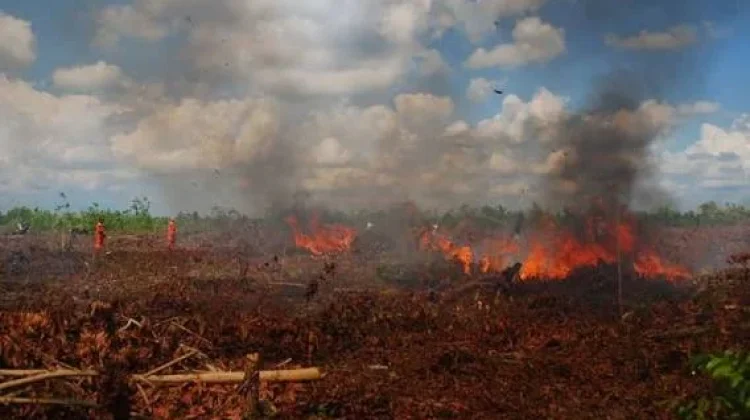 Kebakaran Gambut Aceh Butuh Penanganan Khusus