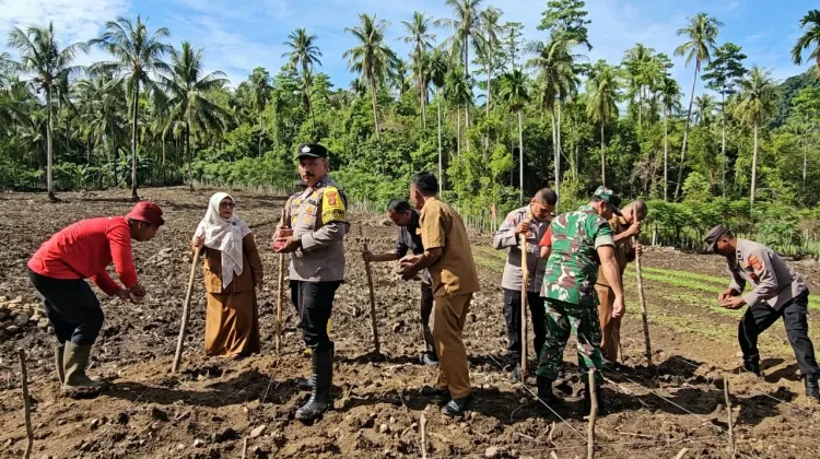 BUMDes Mandiri Bateshok Kembangkan Padi Gogo dan Jagung