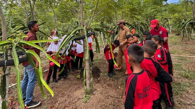 Kebun Buah Naga Jadi Ruang Belajar Siswa Sekolah Dasar di Sabang