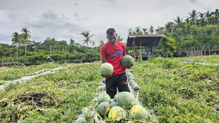 Petani di Sabang Panen Empat Ton Semangka dari Lahan 2.000 Meter