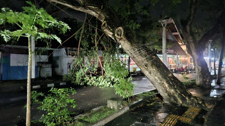 Pohon Tumbang di Menara Merah Putih Sabang Bahayakan Wisatawan