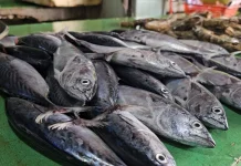 Segini Harga Ikan dan Udang di Pasar Induk Sabang
