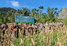 Panen Perdana Jagung BUMG Jaboi Dukung Ketahanan Pangan