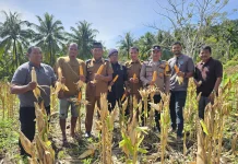 Panen Jaboi Jadi Inspirasi Cot Abeuk Tanam Jagung