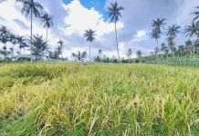 Pengembangan Padi Gogo di Sabang Dinilai Strategis Perkuat Ketahanan Pangan