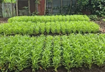 BUMG Sabang Merauke Kembangkan Jagung dan Program Bergizi