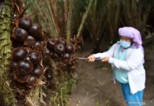 DPRK Nilai Sektor Pertanian Jadi Penopang Ekonomi Baru di Sabang