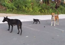 Anjing Liar Mulai Meresahkan Warga Sabang