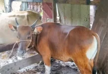 BUMG Gampong Jaboi Kembangkan Usaha Penggemukan Sapi