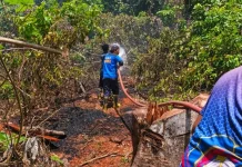 Pembakaran Bonggol Kayu Nyaris Sebabkan Kebakaran Lahan