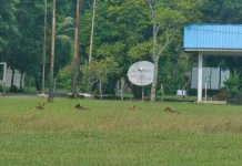 Perbakin Sabang Tunggu Instruksi Dinas Soal Pembasmian Anjing Liar