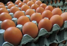 Jelang Lebaran, Harga Telur di Sabang Mulai Naik
