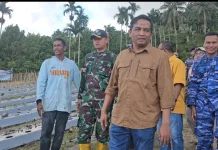 Pemko Sabang Dukung Budidaya Cabai BUMG