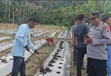 Tanam Cabai dan Sayur, Kapolsek Ajak Warga Perkuat Ketahanan Pangan