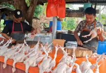 Harga Ayam di Sabang Melonjak