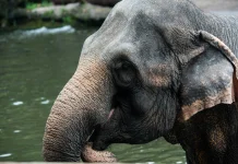 Masa Depan Gajah Sumatera di Tanah Aceh